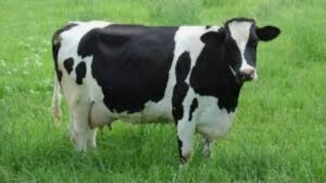 সুস্থ গরু