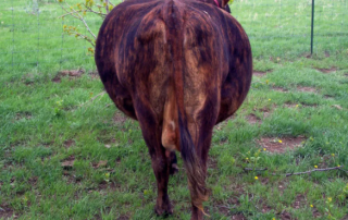 গরুর ইউরিয়া পয়কনিং