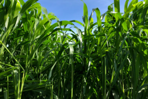 নাইট্রেট বিষক্রিয়া