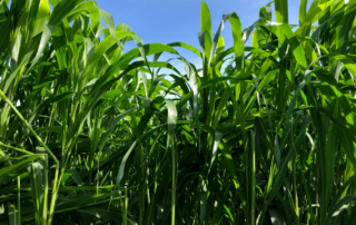 নাইট্রেট বিষক্রিয়া