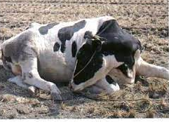 গরুর খনিজ পদার্থের অভাবজনিত রোগ 