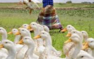 হাঁসের খামার