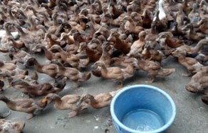 বাড়ন্ত হাঁসের খাদ্য ব্যবস্থাপনা