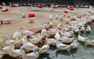 হাঁসের খাদ্য