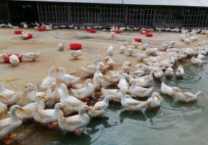 ডিমপাড়া হাঁসের খাদ্য ব্যবস্থাপনা