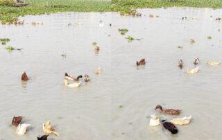 হাঁসের রোগ