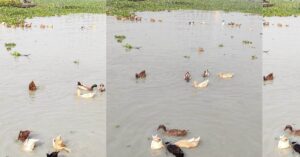 হাঁসের রোগ