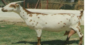 বারবারি ছাগল