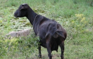 ছাগলের জাত