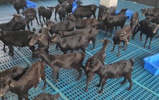 ছাগলের বাসস্থান