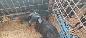 ম্য়াটারনিটি পেন