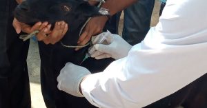 ছাগলের রোগ প্রতিরোধ