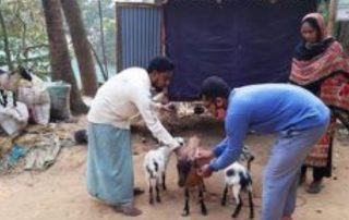 ছাগলের রোগ প্রতিরোধ