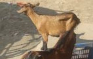 ছাগলের রোগ