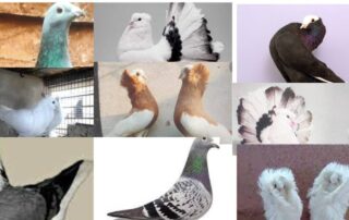 কবুতর পালন