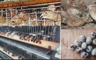 কোয়েল পালন