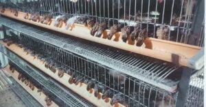 কোয়েল পালন