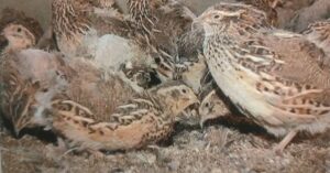 কোয়েল পালন