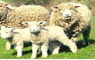 ভেড়া পালন