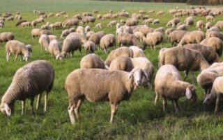 ভেড়া পালন পদ্ধতি