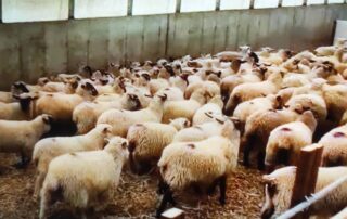 ভেড়ার বাসস্থান