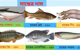 মাছের দাম