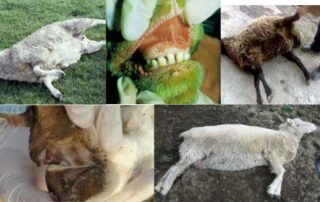 ভেড়ার রোগ