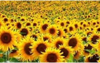 সূর্যমুখী তেল